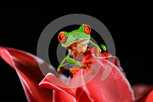 Red-eyed Tree Frog, Agalychnis callidryas, animal with big red eyes, in the nature habitat, Panama. Frog from Panama. Beautiful fr