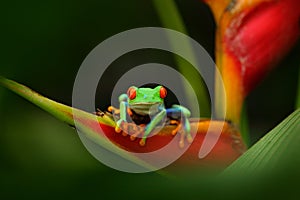 Red-eyed Tree Frog, Agalychnis callidryas, animal with big red eyes, in the nature habitat, Panama. Frog from Panama. Beautiful fr photo