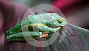 Red-eyed tree frog Agalychnis callidryas asleep