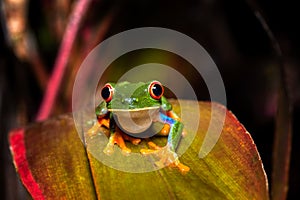 Red-eyed tree frog Agalychnis callidryas Cano Negro, Costa Rica wildlife