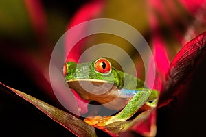 Red-eyed tree frog Agalychnis callidryas Cano Negro, Costa Rica wildlife