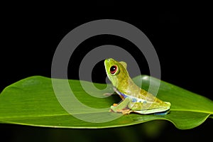 Red-eyed tree frog Agalychnis callidryas Cano Negro, Costa Rica wildlife