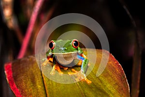 Red-eyed tree frog Agalychnis callidryas Cano Negro, Costa Rica wildlife photo