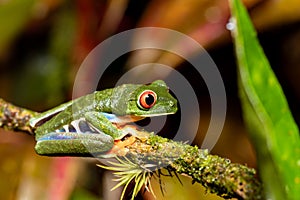 Red-eyed tree frog, Agalychnis callidryas, Cano Negro, Costa Rica wildlife photo