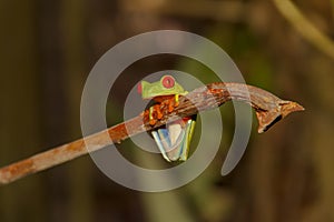 Red-eyed Tree Frog; Agalychnis callidryas; Caribbean race, Cosat Rica