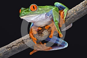 Red-eyed tree frog (Agalychnis callidryas)