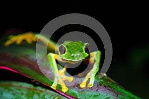 Red-Eyed Tree Frog (Agalychnis callidryas) close-up, looking into camera, taken in Costa Rica