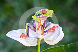 Red-eyed Tree Frog, Agalychnis callidryas,costa rica