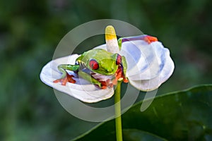 Red-eyed Tree Frog, Agalychnis callidryas,costa rica