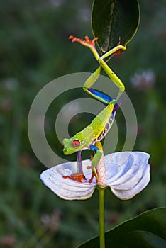 Red-eyed Tree Frog, Agalychnis callidryas,costa rica