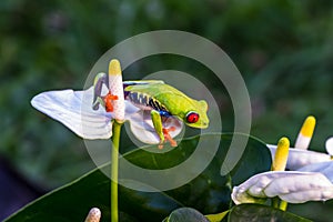 Red-eyed Tree Frog, Agalychnis callidryas,costa rica