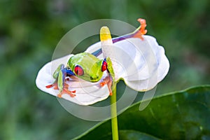 Red-eyed Tree Frog, Agalychnis callidryas,costa rica