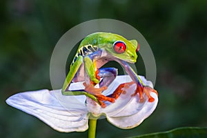 Red-eyed Tree Frog, Agalychnis callidryas,costa rica