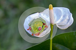 Red-eyed Tree Frog, Agalychnis callidryas,costa rica