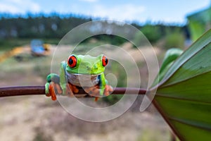 Red-eyed Tree Frog, Agalychnis callidryas,costa rica