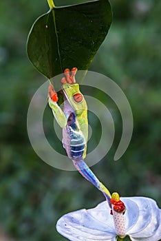 Red-eyed Tree Frog, Agalychnis callidryas,costa rica