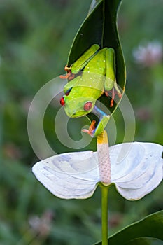 Red-eyed Tree Frog, Agalychnis callidryas,costa rica