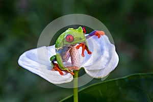 Red-eyed Tree Frog, Agalychnis callidryas,costa rica