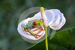 Red-eyed Tree Frog, Agalychnis callidryas,costa rica