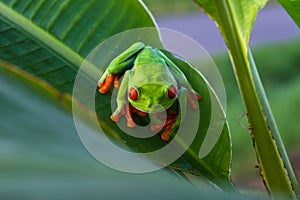 Red-eyed Tree Frog, Agalychnis callidryas,costa rica