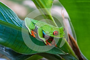 Red-eyed Tree Frog, Agalychnis callidryas,costa rica