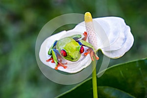 Red-eyed Tree Frog, Agalychnis callidryas,costa rica