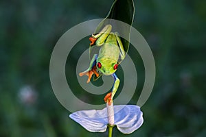 Red-eyed Tree Frog, Agalychnis callidryas,costa rica