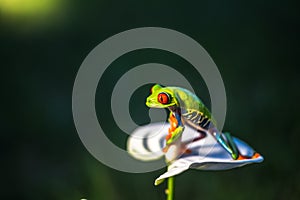 Red-eyed Tree Frog, Agalychnis callidryas,costa rica