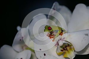 Red-eyed Tree Frog, Agalychnis callidryas,costa rica