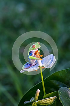 Red-eyed Tree Frog, Agalychnis callidryas,costa rica