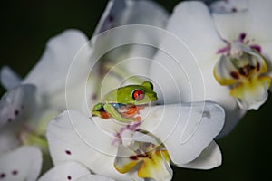 Red-eyed Tree Frog, Agalychnis callidryas,costa rica