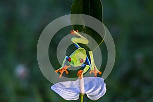 Red-eyed Tree Frog, Agalychnis callidryas,costa rica