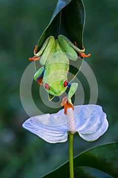 Red-eyed Tree Frog, Agalychnis callidryas,costa rica