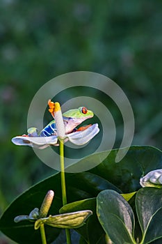 Red-eyed Tree Frog, Agalychnis callidryas,costa rica