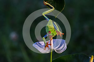 Red-eyed Tree Frog, Agalychnis callidryas,costa rica