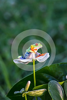 Red-eyed Tree Frog, Agalychnis callidryas,costa rica