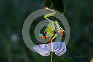 Red-eyed Tree Frog, Agalychnis callidryas,costa rica