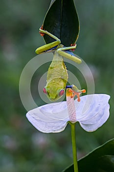 Red-eyed Tree Frog, Agalychnis callidryas,costa rica