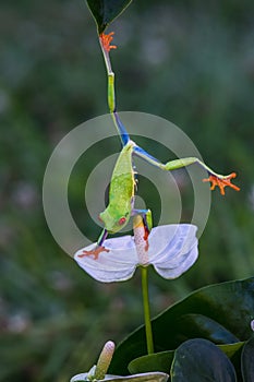 Red-eyed Tree Frog, Agalychnis callidryas,costa rica