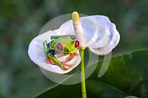 Red-eyed Tree Frog, Agalychnis callidryas,costa rica