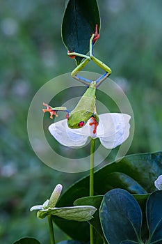 Red-eyed Tree Frog, Agalychnis callidryas,costa rica
