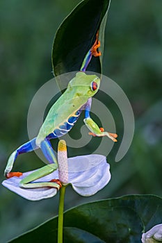 Red-eyed Tree Frog, Agalychnis callidryas,costa rica