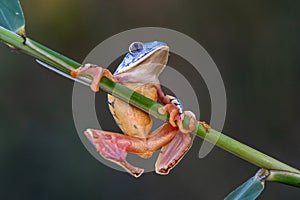 Red-eyed Tree Frog, Agalychnis callidryas,costa rica