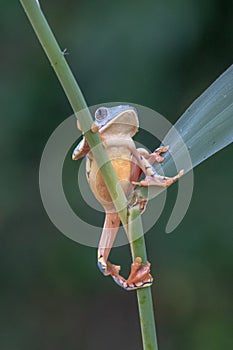 Red-eyed Tree Frog, Agalychnis callidryas,costa rica