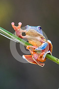 Red-eyed Tree Frog, Agalychnis callidryas,costa rica