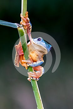 Red-eyed Tree Frog, Agalychnis callidryas,costa rica