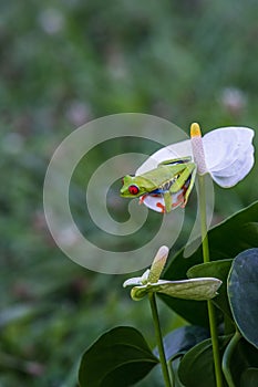 Red-eyed Tree Frog, Agalychnis callidryas,costa rica