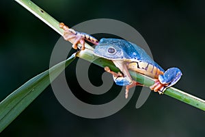 Red-eyed Tree Frog, Agalychnis callidryas,costa rica