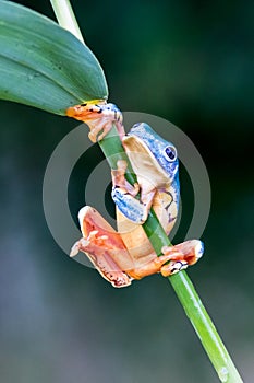 Red-eyed Tree Frog, Agalychnis callidryas,costa rica