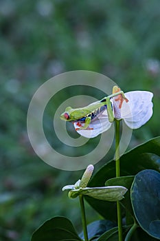 Red-eyed Tree Frog, Agalychnis callidryas,costa rica